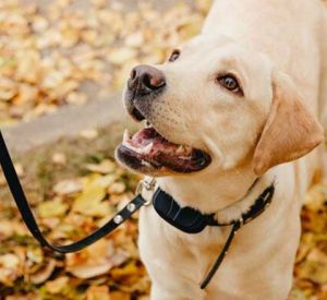 Electric Collar for Dogs Law CYPRUS G KOUZALIS LLC PARALIMNI