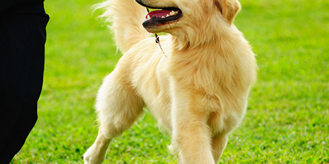 Dogs License Law cyprus g kouzalis paralimni larnaca paphos limassol nicosia